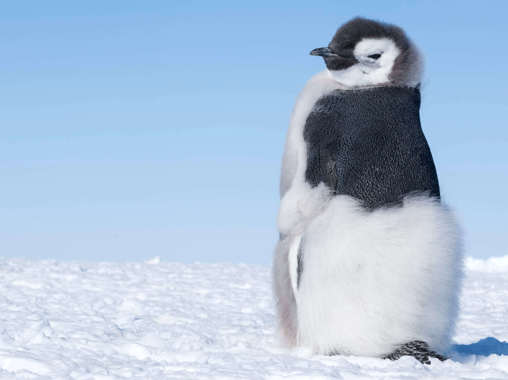 „Tučňáci nás tolerují.“ Luc Jacquet o svém filmu