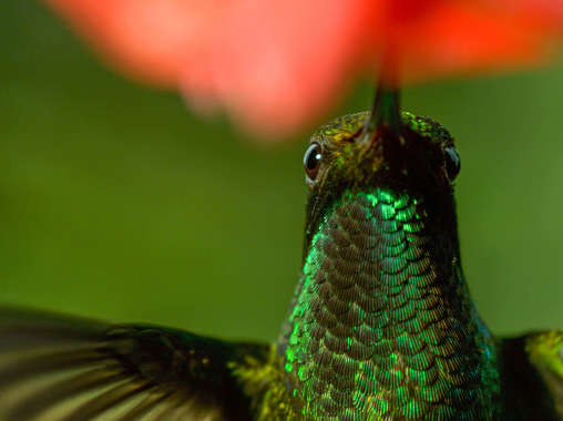 Earth: Den na zázračné planetě: hledání správného hlasu