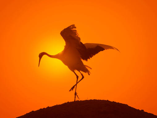 „Normálně netočím filmy o přírodě.“ Richard Dale o filmu Earth.