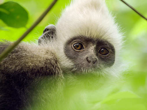 Earth: Den na zázračné planetě uvedou česká kina v sérii speciálních předpremiér