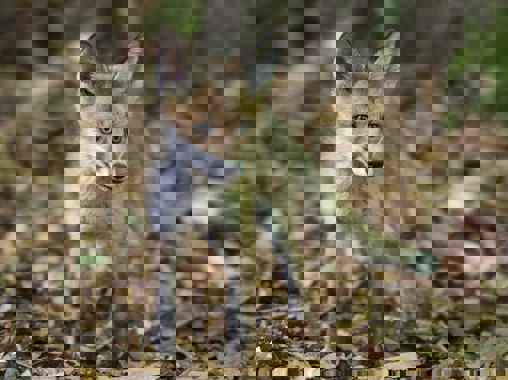 Režiséři Jacques Perrin a Jacques Cluzaud o natačení filmu Příbeh lesa